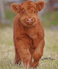 Baby Brown Cow paint by numbers