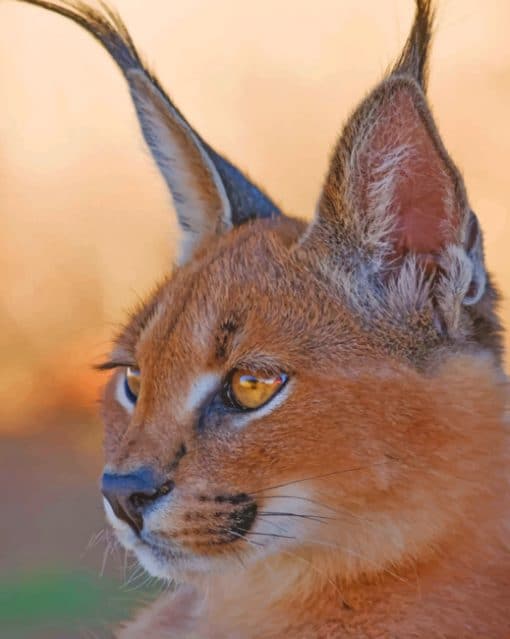 Baby Caracal Cat paint by numbers