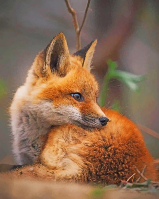 Baby Fox paint by numbers