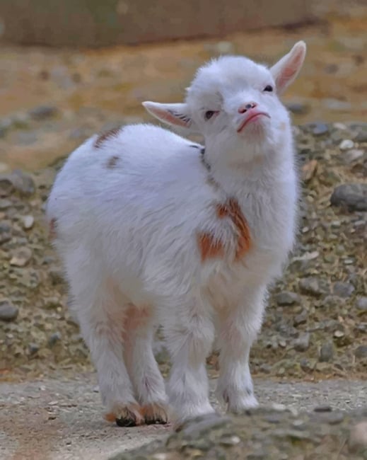 Baby Goat paint by numbers