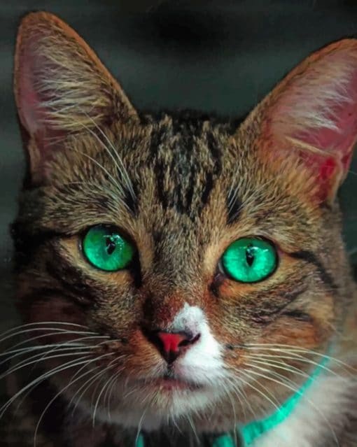 Beautiful Cat With Green Eyes paint by numbers