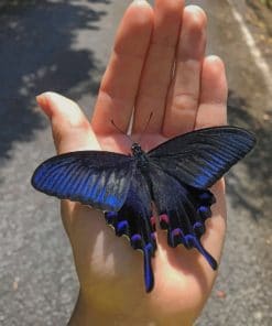 Beautiful Black And White Butterfly paint by numbers