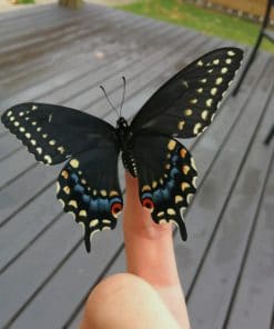 Beautiful Black Butterfly paint by numbers