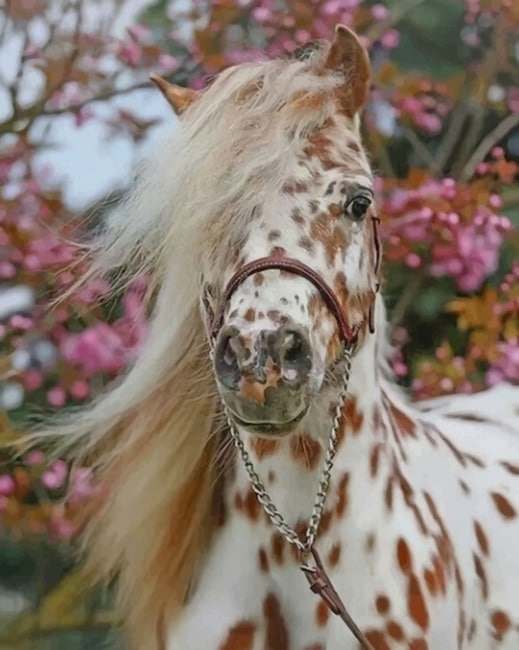 Beautiful Brow And White Horse paint by numbers