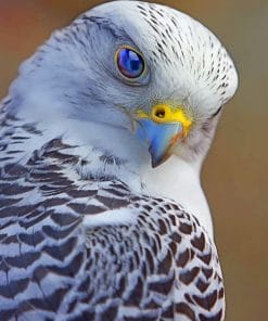 Gray Falcon Bird paint by numbers