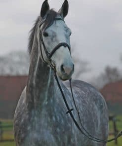 Beautiful Horse paint by numbers