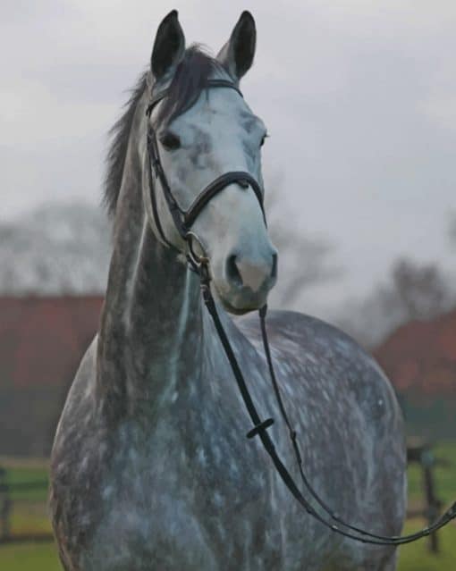 Beautiful Horse paint by numbers