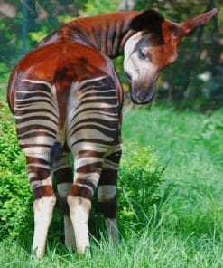 Beautiful Okapi paint by numbers