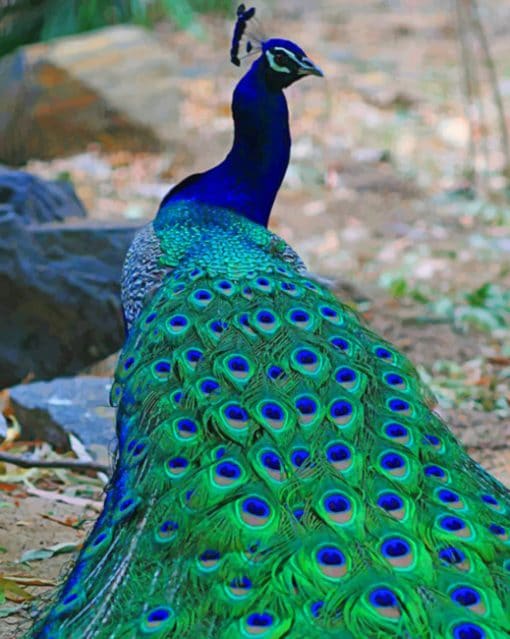 Beautiful Peacock paint by numbers