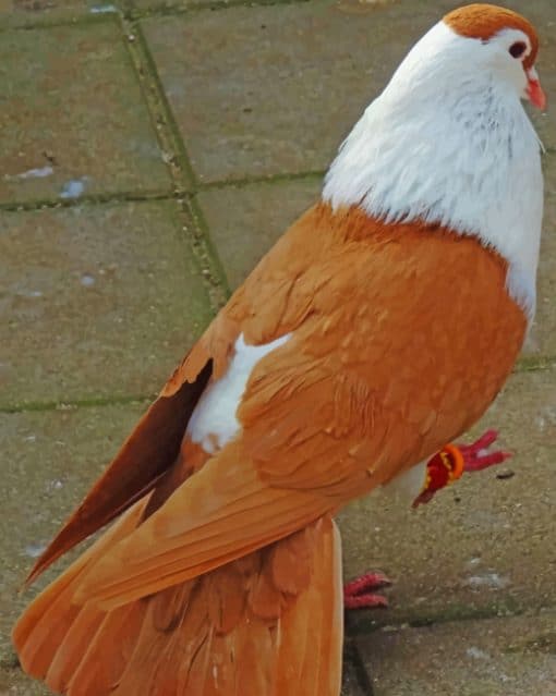 Beautiful Pigeon paint by numbers