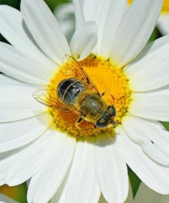 Bee On Oxeye Daisy Flower Plant paint by numbers