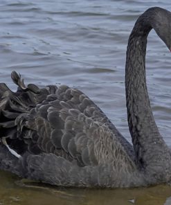 Big Black Swan With Red Mouth paint by numbers