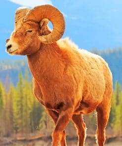 Bighorn Sheep Animal paint by numbers