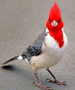 Bird With Red Head paint by numbers