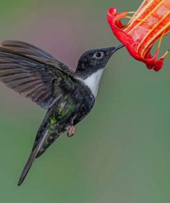 Black And White Hummingbird Flying Collared paint by numbers