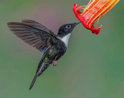 Black And White Hummingbird Flying Collared paint by numbers