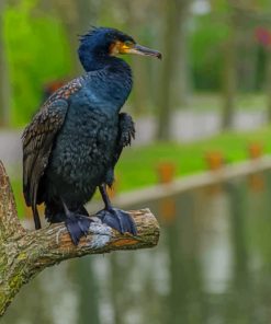 Black Bird Perch On Tree Branch paint by numbers