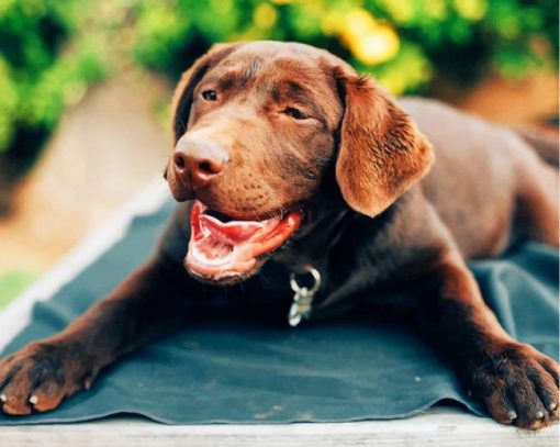 Black Labrador Retriever Puppy paint by numbers