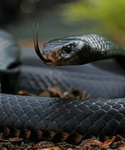 Black Mamba Snake Reptiles paint by numbers