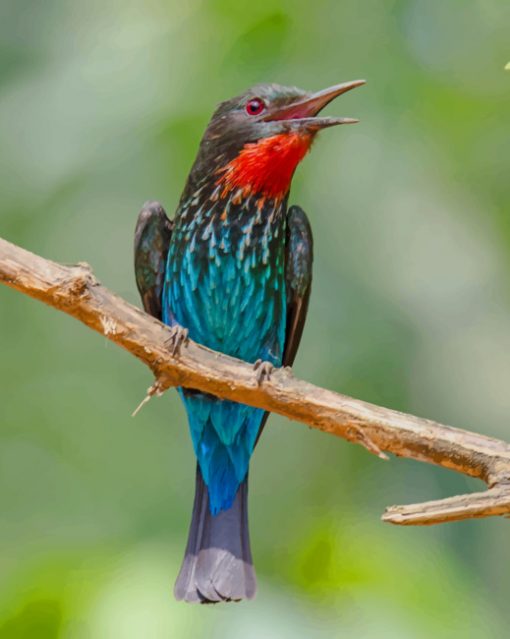 Blue And Red Finch Bird paint by numbers