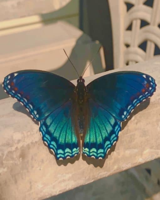 Blue Butterfly paint by numbers