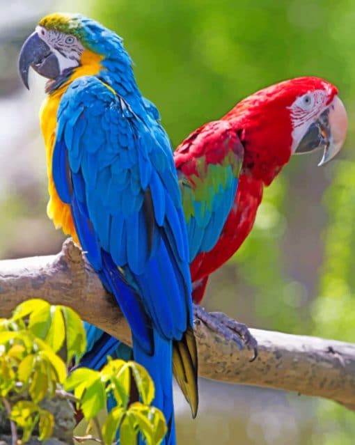 Blue Macaw And Scarlet Macaw paint by numbers