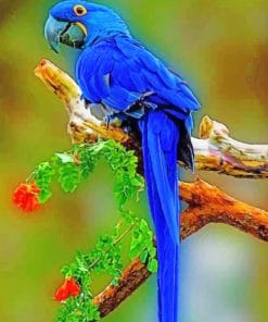 Blue Macaw paint by numbers