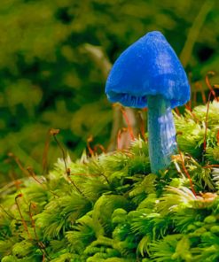 Blue Mushroom On Green Moss paint by numbers