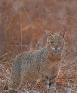 Bobcat Animal paint by numbers