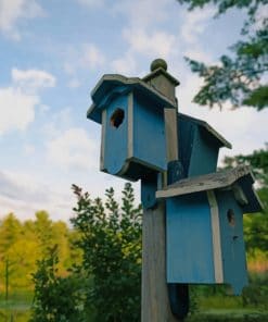 Bright Blue Bird Houses paint by numbers