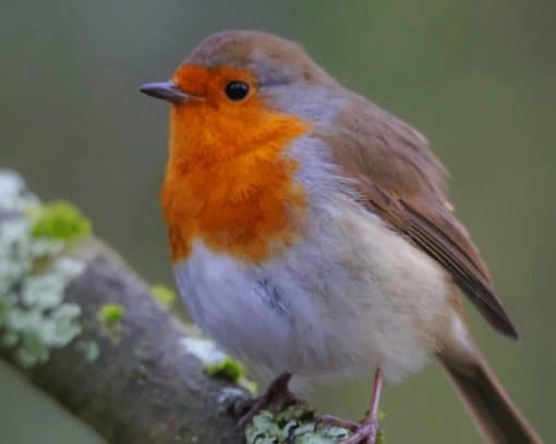 Brown And White Bird On Tree Branch paint by numbers