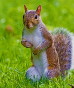 Brown And White Squirrel paint by numbers