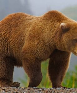 Brown Bear In Jungle paint by numbers