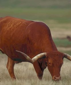 Brown Buffalo Longhorn Texas paint by numbers