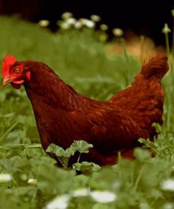 Brown Chicken In Grass Field paint by numbers