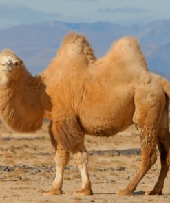 Brown Desert Camel paint by numbers