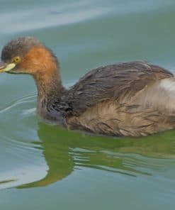 Brown Duck Swimming paint by numbers