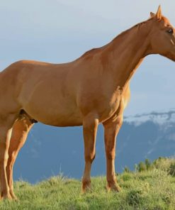 Brown Horse During Daytime paint by numbers