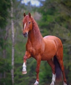 Brown Horse paint by numbers