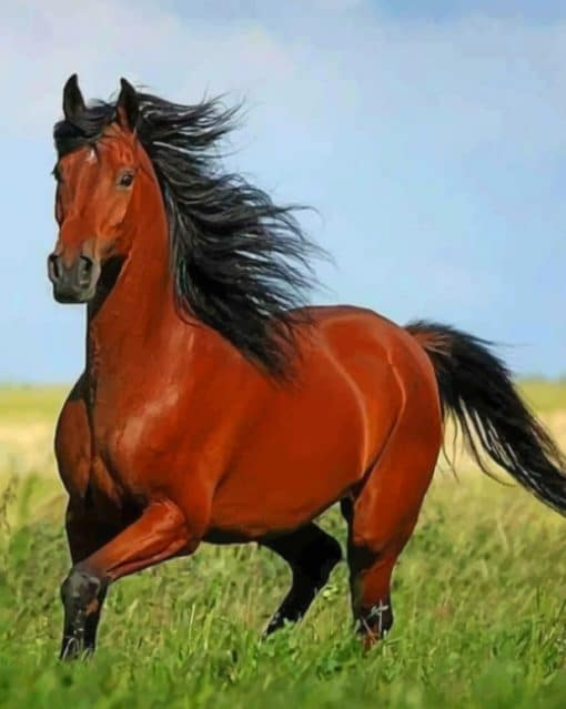 Brown Horse With Black Hair paint by numbers