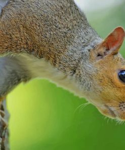 Brown Squirrel On Tree Trunk paint by numbers