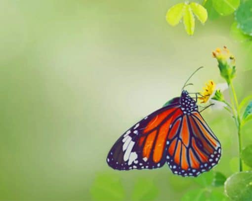 Butterfly Eating Green Leafs paint by numbers