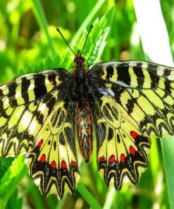 Butterfly Macro Nature Insect paint by numbers