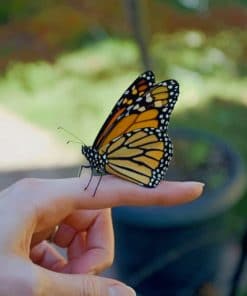 Butterfly On Finger paint by numbers