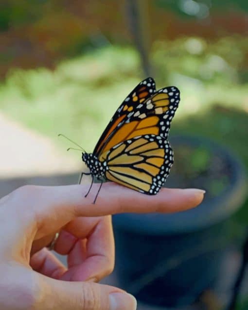 Butterfly On Finger paint by numbers