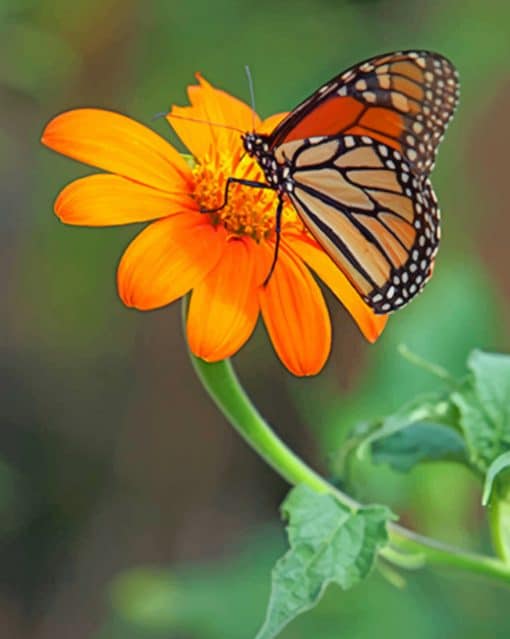 Butterfly On The Flower paint by numbers