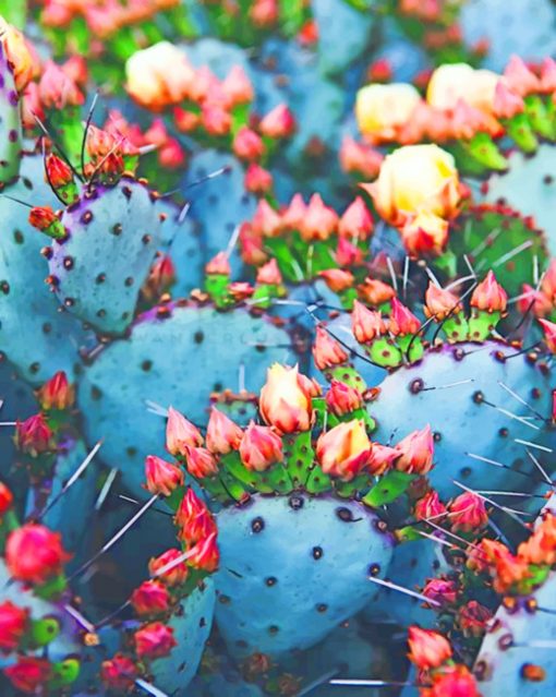 Cactus Flowers paint by numbers