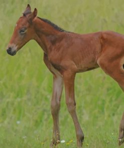 Calf Horse On Grass Field paint by numbers