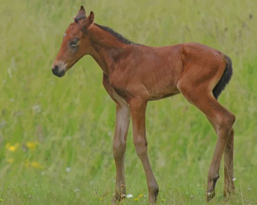 Calf Horse On Grass Field paint by numbers