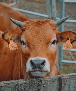 Calf In farm Siege Paint by numbers